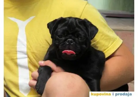 MOPS dve crne zenke - 2/8