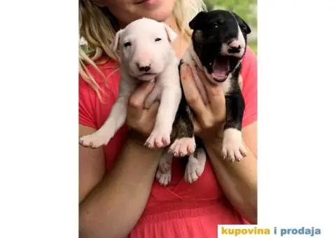 BULL TERRIER stenci sampionskog porekla - 1/5