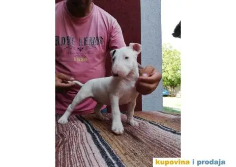 BULL TERRIER stenci sampionskog porekla - 2/5