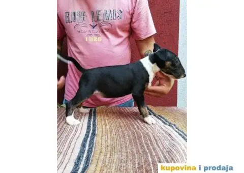 BULL TERRIER stenci sampionskog porekla - 3/5