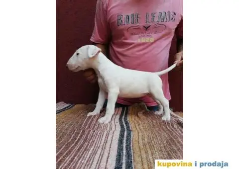 BULL TERRIER stenci sampionskog porekla - 4/5