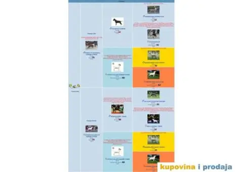 BULL TERRIER stenci sampionskog porekla - 5/5