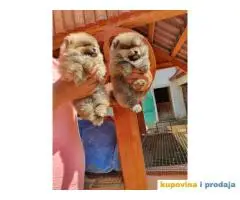 Pomeranski SPIC stenci na prodaju