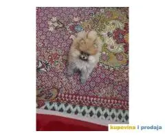 Pomeranski SPIC stenci na prodaju