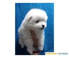 Pomeranski SPIC stenci na prodaju