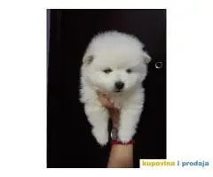 Pomeranski SPIC stenci na prodaju