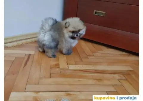 Pomeranski SPIC stenci na prodaju - 6/6