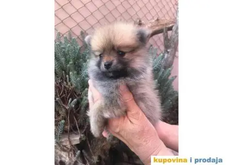 Prodajem stence POMERANCA - 1/5