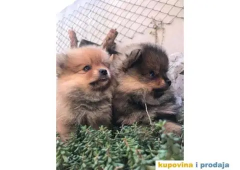 Prodajem stence POMERANCA - 2/5