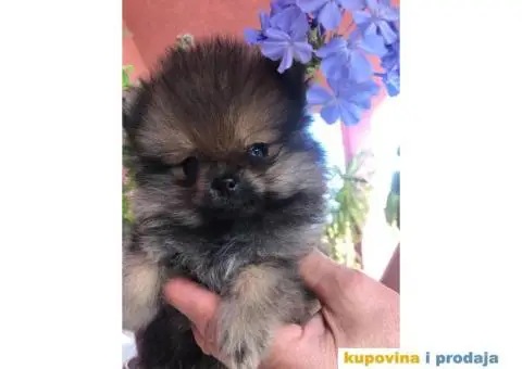 Prodajem stence POMERANCA - 3/5