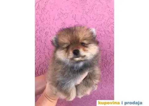 Prodajem stence POMERANCA - 4/5