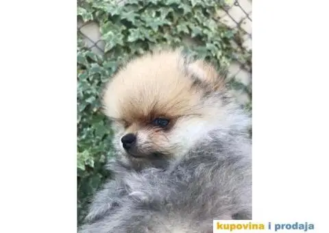 Prodajem stence POMERANCA - 5/5