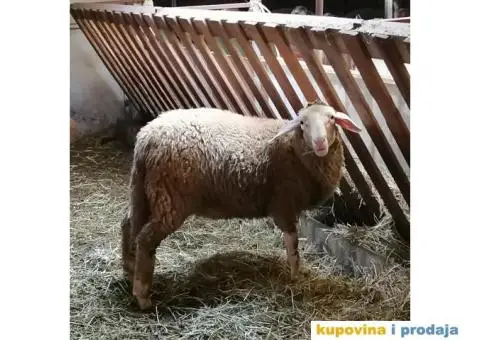 PRODAJEM JAGNJAD