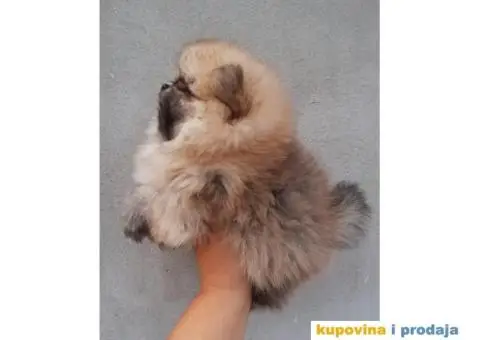 Pomeranac BOO stenci spremni za preuzimanje - 1/4