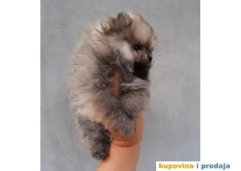 Pomeranac BOO stenci spremni za preuzimanje - 2/4