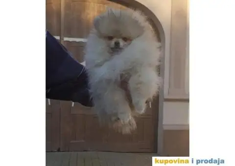 Pomeranac BOO stenci spremni za preuzimanje - 3/4