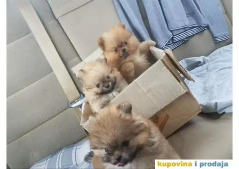 Pomeranac BOO stenci spremni za preuzimanje - 4/4