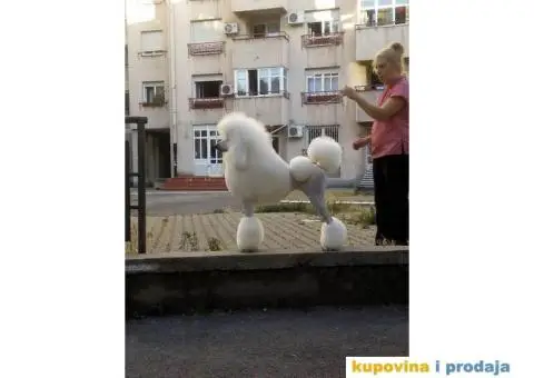 Kraljevska Pudla Žensko štene na prodaju - 5/5