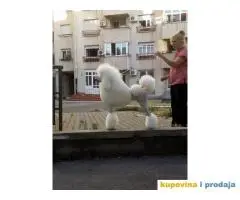 Kraljevska Pudla Žensko štene na prodaju