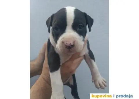 Americki staford - 2/7