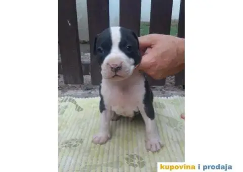 Americki staford - 3/7