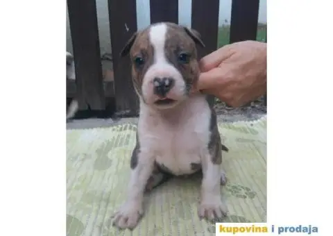 Americki staford - 4/7