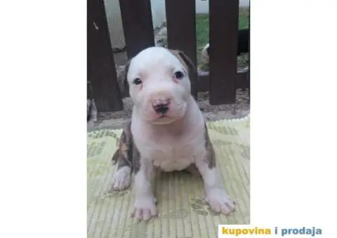 Americki staford - 5/7