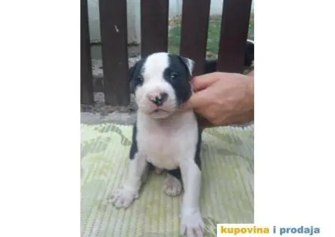 Americki staford - 6/7