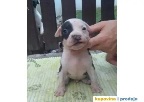 Americki staford - 7/7