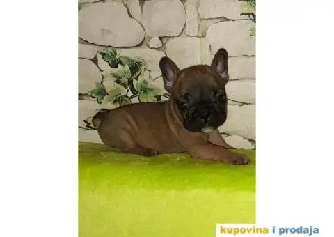 FRANCUSKI BULDOG - stenci traze novi dom - 1/6