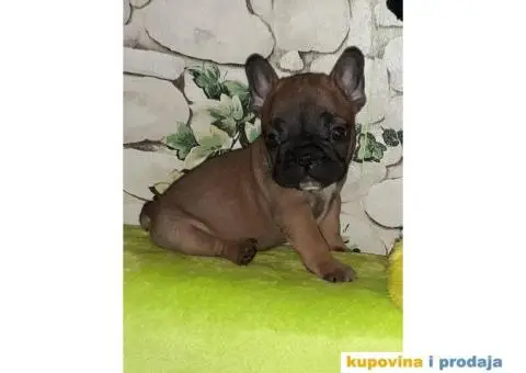 FRANCUSKI BULDOG - stenci traze novi dom - 2/6