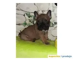 FRANCUSKI BULDOG - stenci traze novi dom