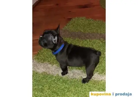 FRANCUSKI BULDOG - stenci traze novi dom - 3/6