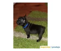 FRANCUSKI BULDOG - stenci traze novi dom