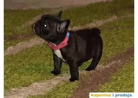 FRANCUSKI BULDOG - stenci traze novi dom - 4/6