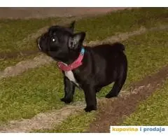 FRANCUSKI BULDOG - stenci traze novi dom