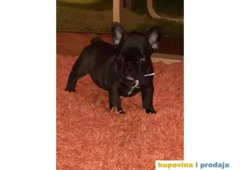 FRANCUSKI BULDOG - stenci traze novi dom - 5/6