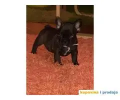 FRANCUSKI BULDOG - stenci traze novi dom