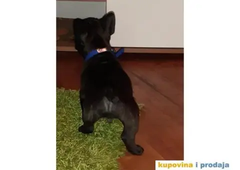 FRANCUSKI BULDOG - stenci traze novi dom - 6/6