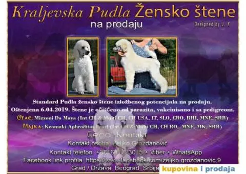 Kraljevska Pudla Žensko štene na prodaju - 1/5