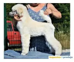 Kraljevska Pudla Žensko štene na prodaju