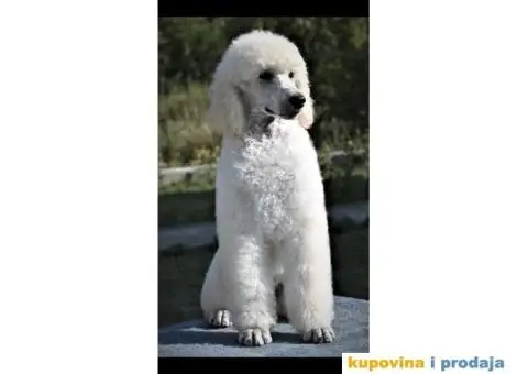 Kraljevska Pudla Žensko štene na prodaju - 3/5