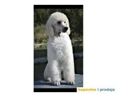 Kraljevska Pudla Žensko štene na prodaju
