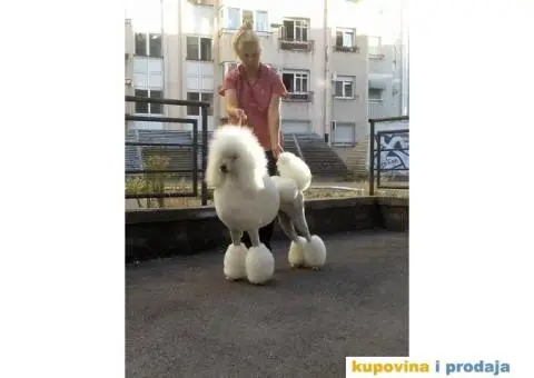 Kraljevska Pudla Žensko štene na prodaju - 4/5