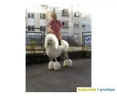 Kraljevska Pudla Žensko štene na prodaju
