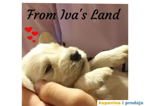 Beli patuljasti snauceri - 1/4