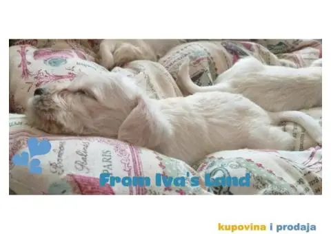 Beli patuljasti snauceri - 2/4