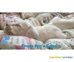 Beli patuljasti snauceri