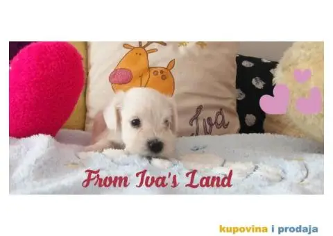 Beli patuljasti snauceri - 3/4