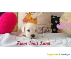 Beli patuljasti snauceri